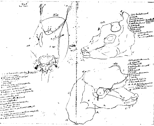 calf dissection